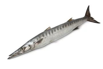 Photo sur Plexiglas Poisson Whole single fresh Barracuda fish