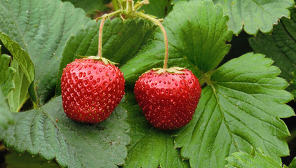 Bush Of Ripe Strawberry