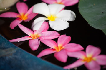 fleur frangipanier zen