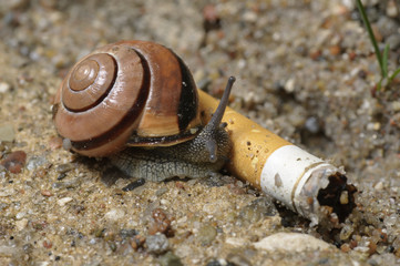 Ground snail on cigarette