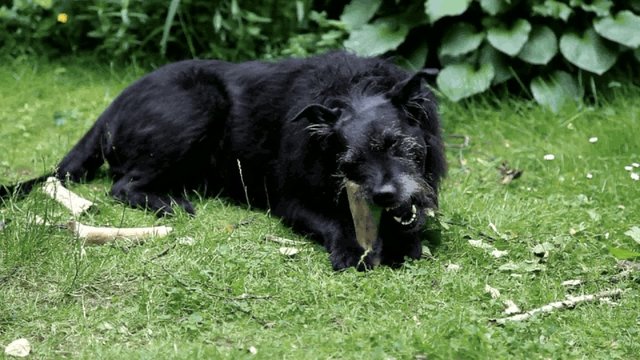 Besch&auml;ftigung mit dem Knochen