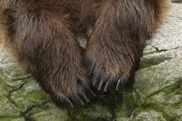 Naklejka premium male brown bear paws