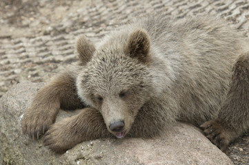 Obraz premium Cub of brown bear