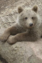 Cub of brown bear