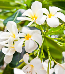 Obraz na płótnie Canvas Plumeria flowers white