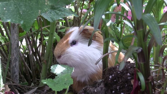 cochon d'inde dans la nature