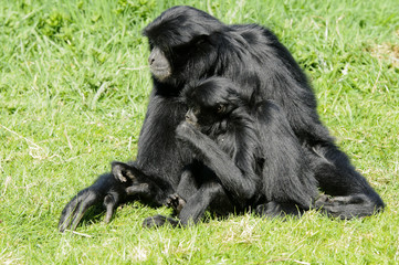 Siamang