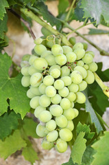 bunch of grapes