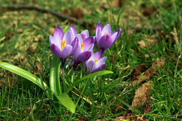purple crocuses