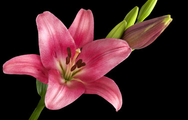 Blooming lily