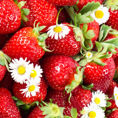 fresh strawberries with daisy flowers