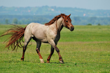 Naklejka na ściany i meble beautiful stallion in a green pasture