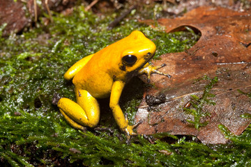 poison dart frog