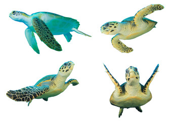 Obraz premium Sea Turtles. Green Turtle (top left) and Hawksbill Turtles