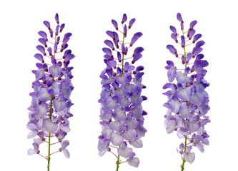 Wisteria flowers