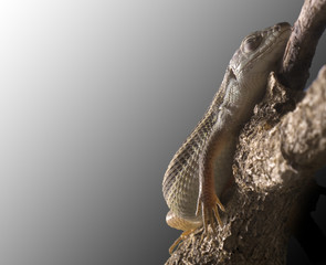 lizard sleeping peacefully on a branch