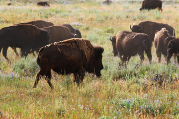 Bison in grasslands