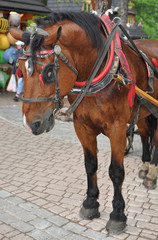 Horse in Tatry - Zakopane main street - obrazy, fototapety, plakaty