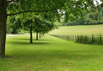 Fototapeta na wymiar An Avenue of Trees in an English Park