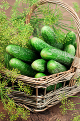 Harvest cucumbers in a basket