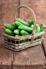 Harvest cucumbers in a basket
