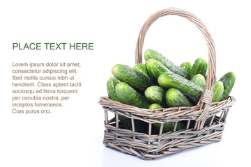 Harvest cucumbers in a basket