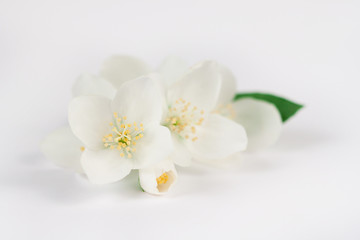 Fototapeta na wymiar Kwiaty jaśminu