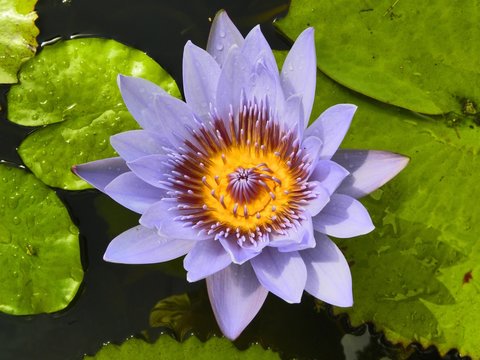 Fiore Ninfea Viola-Purple Water Lily Flower