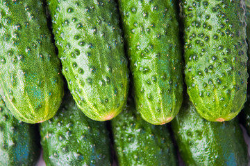 Background of the cucumbers.