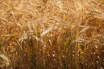 champ de blé
