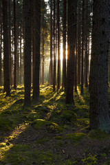 The forest in the mornig