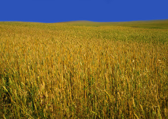 Field of wheat