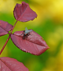 fly rest on the rose twig in the garden