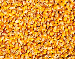 corn maize texture food - obrazy, fototapety, plakaty