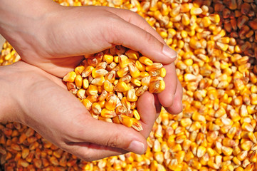 Harvest agriculture corn in hands