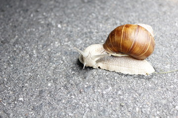 Schnecke