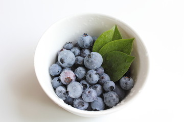 採れたてのブルーベリー