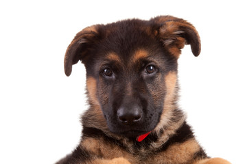 German Shepherd dog