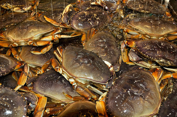 Live Dungeness Crabs