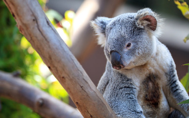 Obraz premium Koala portrait
