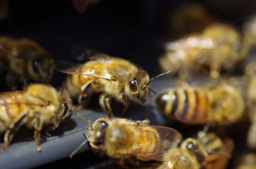 蜜蜂たち