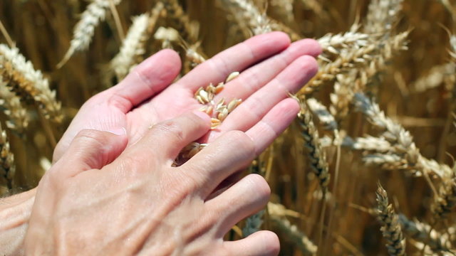 Wheat Grain In A Farmers Hand