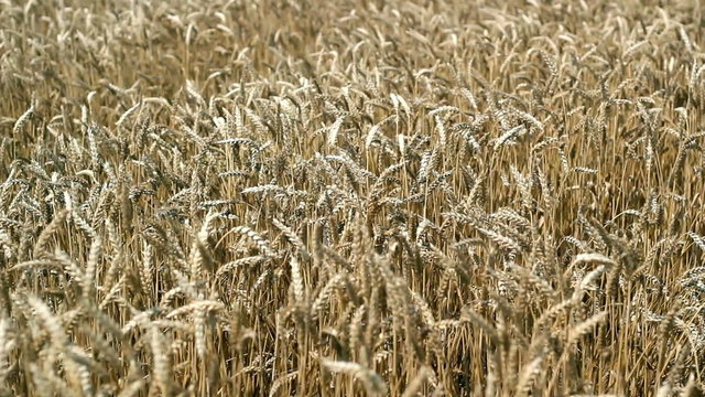 Golden Wheat