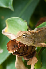 tree lizard ,phuket thailand