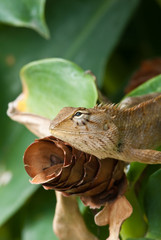 tree lizard ,phuket thailand