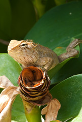 tree lizard ,phuket thailand