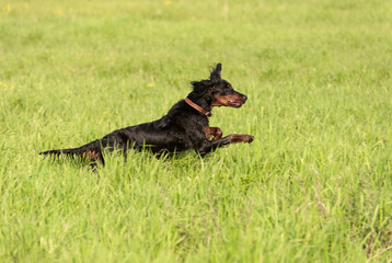 setter gordon