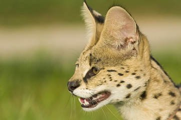 Serval