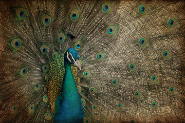 Naklejka premium Pavone su texture retro