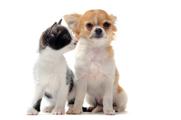 chiot chihuahua et petit chat